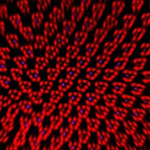 Many clusters of red dots, some with a blue dot in the middle. Click to view in NIGMS image gallery.