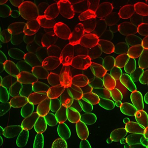 Many green and red ovals connected to one another. Click to view in NIGMS image gallery.