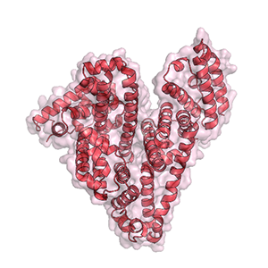 A heart-shaped bundle of red coils. Click to view in NIGMS image gallery.