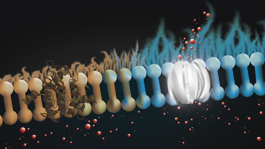 An illustration of the membrane found at the surface of lung cells.