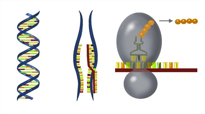 Three illustrations: a DNA double helix, a DNA strand opened with an RNA strand bound to half of it, and a protein being made from the RNA.