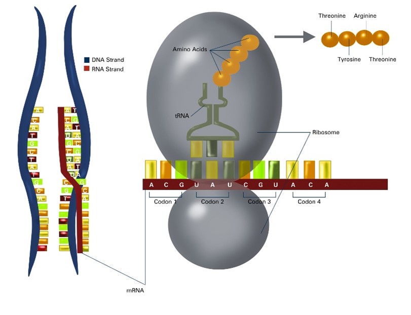 On the left is a DNA molecule with its two halves separated. One half has a matching mRNA strand. On the right, an mRNA strand passes through a ribosome with a tRNA molecule, connecting it to a string of amino acids. These amino acids then become the newly synthesized protein.
