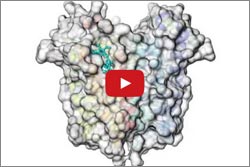 Animated structural model of TSPO.