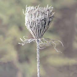Bishop’s weed
