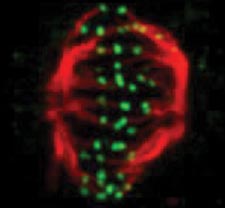 Snapshot of a phase of the cell cycle.