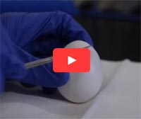 Screen shot from the video