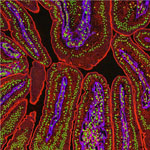 HB-EGF protein. Credit: National Center for Microscopy and Imaging Research.