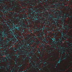 Opsin activated neurons