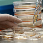Genetically engineered human stem cells. Credit: Jeff Miller, University of Wisconsin-Madison.