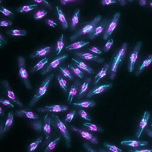A purple scientific image.