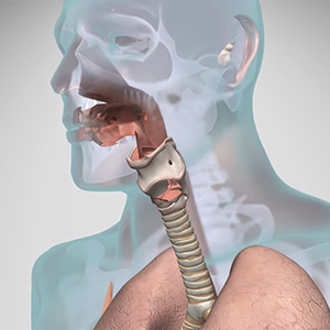 A diagram of a human mouth, throat, and lungs.