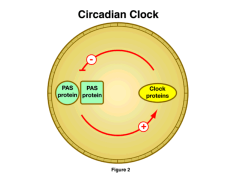 Circadian Clock Circadian Clock