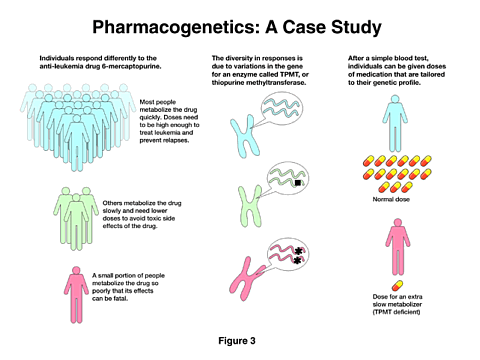 Pharmacogenetics: Pharmacogenetics: