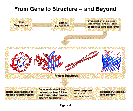 From Gene to Structure -- and Beyond From Gene to Structure -- and Beyond
